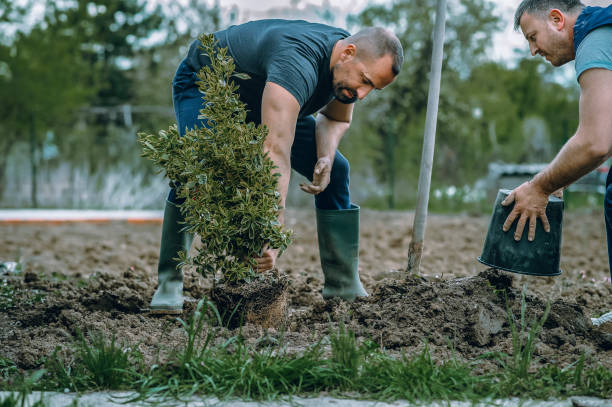 Best Tree Care Services  in Hollymead, VA